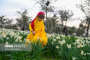 گزارش تصویری | هشتمین جشنواره گل نرگس - کازرون