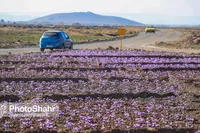 ۵۵ درصد از زمین‌های کشاورزی خراسان‌رضوی سنددار شد | سنددار کردن این اراضی تا ۱۴۰۳ پایان می‌یابد