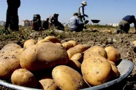 سیب&zwnj;زمینی و پیاز در یک سال چقدر گران شدند؟