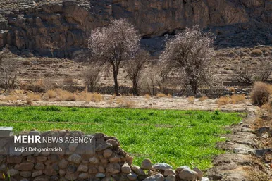 ایران زیباست | بوی بهار در زمستان کویر