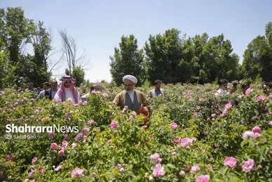 گزارش تصویری | جشن گل‌های محمدی روستای فرخد خراسان رضوی