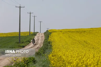 ایرانِ زیبا | «کلزای» بهاری در گلستان
