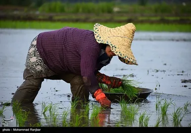 ایران زیباست | کاشت سنتی برنج در گیلان
