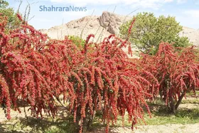 دانستنی&zwnj;های نوجوان | افین، پایتخت زرشک بی&zwnj;دانه&zwnj;ی دنیا
