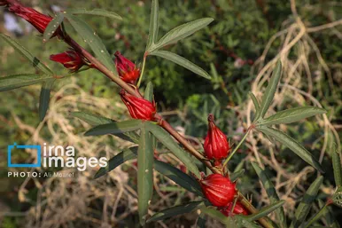 برکت خاک ایران | برداشت چای قرمز در روستای علوه