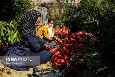 ایران زیباست | انارستان تنگ سیاب (کوهدشت)