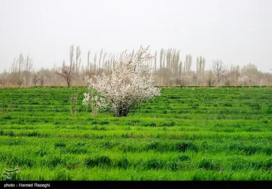 شکوفه‌های بهاری ابهر - زنجان