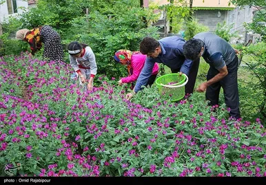 ایران زیباست | برداشت گل گاو زبان در روستای سجیران گیلان