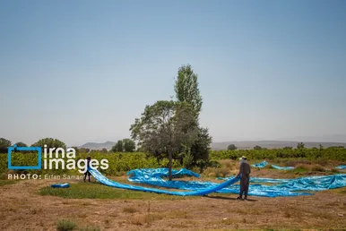 گزارش تصویری | برداشت انگور در شهر تاکستان قزوین