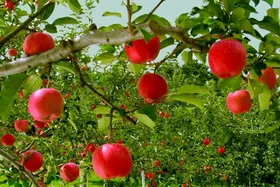 باغبان&zwnj;های ایرانی در سال ۱۴۰۱ چقدر محصول برداشت کردند؟