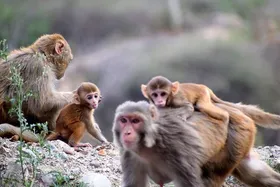&laquo;آبله میمونی&raquo; هستم، بازهم از چین!