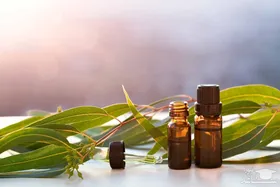 ۱۴ خاصیت روغن اکالیپتوس + روش استفاده