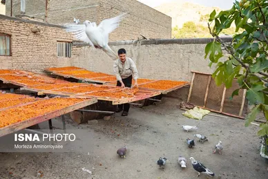 ایران زیباست | «خرو» بزرگ‌ترین تولیدکننده آلو در کشور
