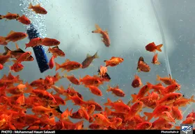 توصیه&zwnj;هایی برای خرید ماهی قرمز در ایام نوروز