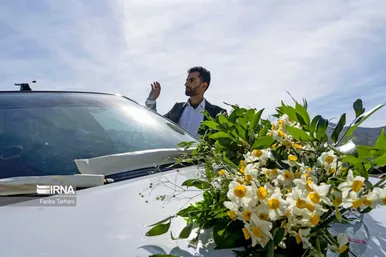 نذر گل نرگس به مقصد حرم