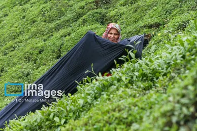 ایران زیباست | چای ایرانی
