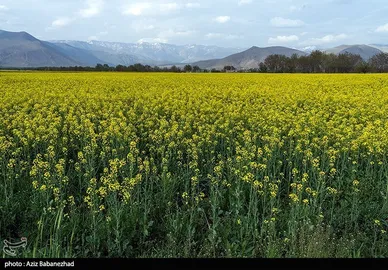 ایران زیباست | کشت کلزا در شهرستان سلسله - لرستان