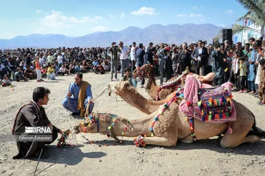 جشنواره شتر طلای بیابان