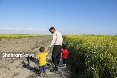 گزارش تصویری | مزارع «کلزا» در نزدیکی مشهد