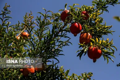 ایران زیباست | انارستان تنگ سیاب (کوهدشت)