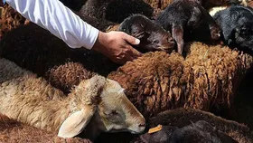 عرضه و ذبح دام همزمان با عید قربان در ۵ مرکز مجاز سطح شهر مشهد+ آدرس مراکز (۵ تیر ۱۴۰۲)