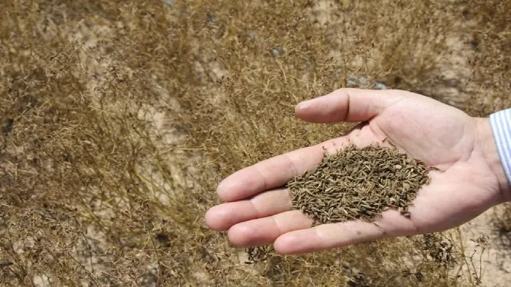 سایه مافیا بر زیره سبز استان