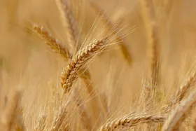 آغاز خرید تضمینی گندم از جنوب خراسان رضوی