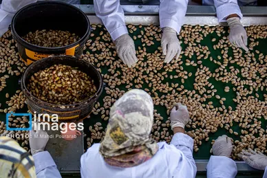 گزارش تصویری | تولید پسته از زمین تا بازار