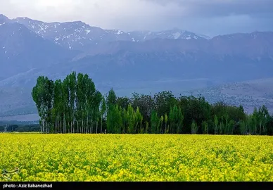 ایران زیباست | کشت کلزا در شهرستان سلسله - لرستان
