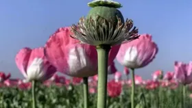 ویدیو | شقایق جای خشخاش را می&zwnj;گیرد