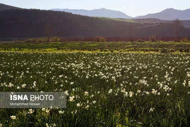 ایران زیباست | مزرعه گل نرگس - گلستان