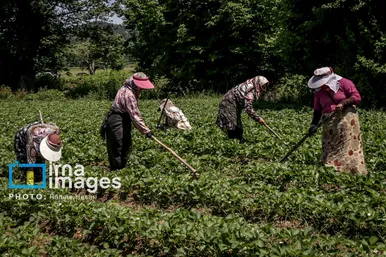 گزارش تصویری | بهارِ سرخ شفیع‌آباد