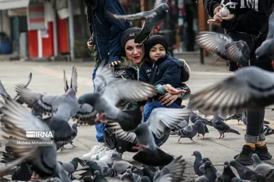 کبوترهای میدان شهرداری