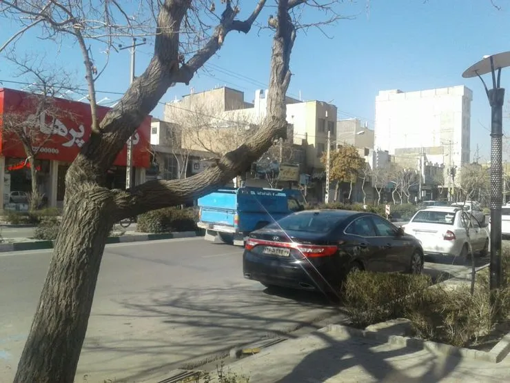 شهروند خبرنگار/ درخت خطرآفرین