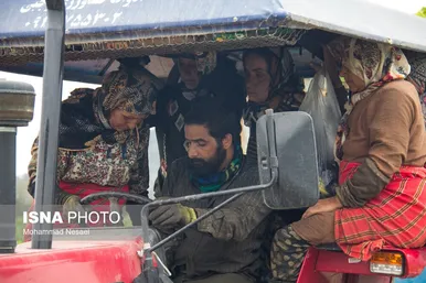گزارش تصویری | برداشت توتون در گلستان