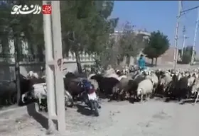 اعتراض &rlm;دامداران یکی از روستاهای استان یزد به&zwnj;همراه گوسفندانشان در جهاد کشاورزی + فیلم