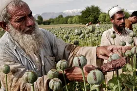 افشاگری جنجالی مرکز پژوهش&zwnj;های مجلس:۵۰۰ تن &laquo;تریاک دارویی&raquo; ناپدید شد!
