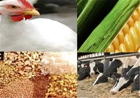 مصوبات جدید توزیع نهاده&zwnj; دامی برای مرغداری و دامداری&zwnj;ها
