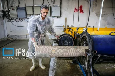 عکس‌هایی از یک کارگاه قالیشویی در آستانه نوروز