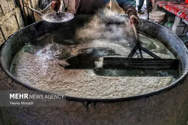 برداشت نیشکر در مازندران