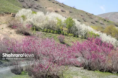 ایران زیباست | «ارغوان» پنجه‌ی خونین زمین