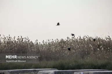 ایران زیباست | تالاب شادگان