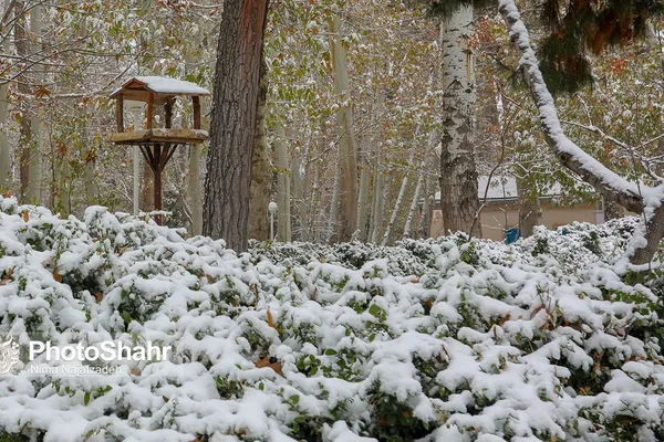 تصاویری زیبا از آشیانه پرندگان در بوستان‌های مشهد