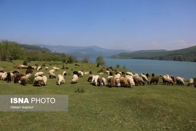 گزارش تصویری | طبیعت بهاری دریاچه لفور - مازندران