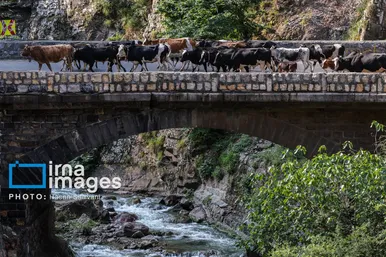گزارش تصویری | «جاده چالوس» گذرگاه بهاری عشایر