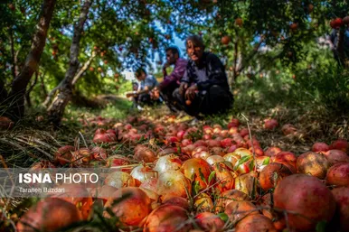 ایران زیباست | برداشت انار در لرستان