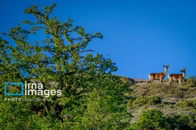 ایران زیباست | جنگل «رودبارک»
