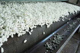 سهمیه توزیع تخم نوغان در خراسان رضوی ۲۰ درصد افزایش دارد