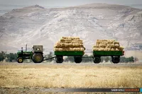 افزایش ۲۹ درصدی خرید تضمینی گندم در خراسان‌رضوی طی ۴ ماه نخست سال ۱۴۰۳