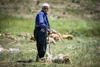 عکس‌های پشم‌چینی گوسفندان عشایر